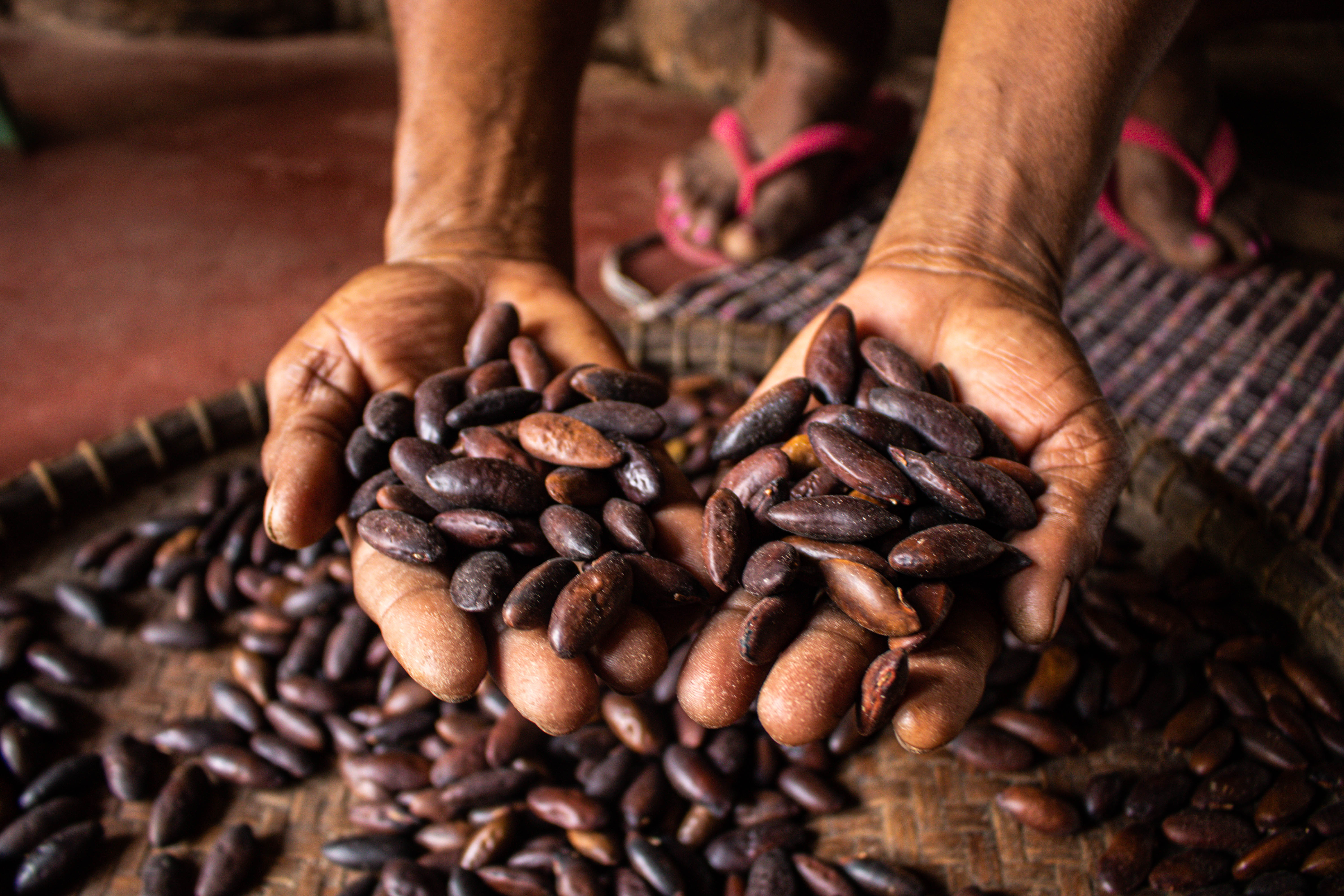 Baru harvest Photo Camila Araujo   ISPN Archive   1