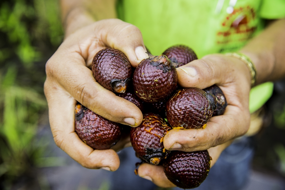 Buriti harvest Photo Bento Viana   ISPN Archive  4