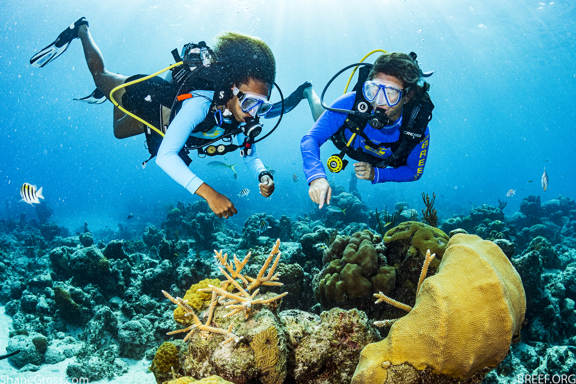 Divers and Coral