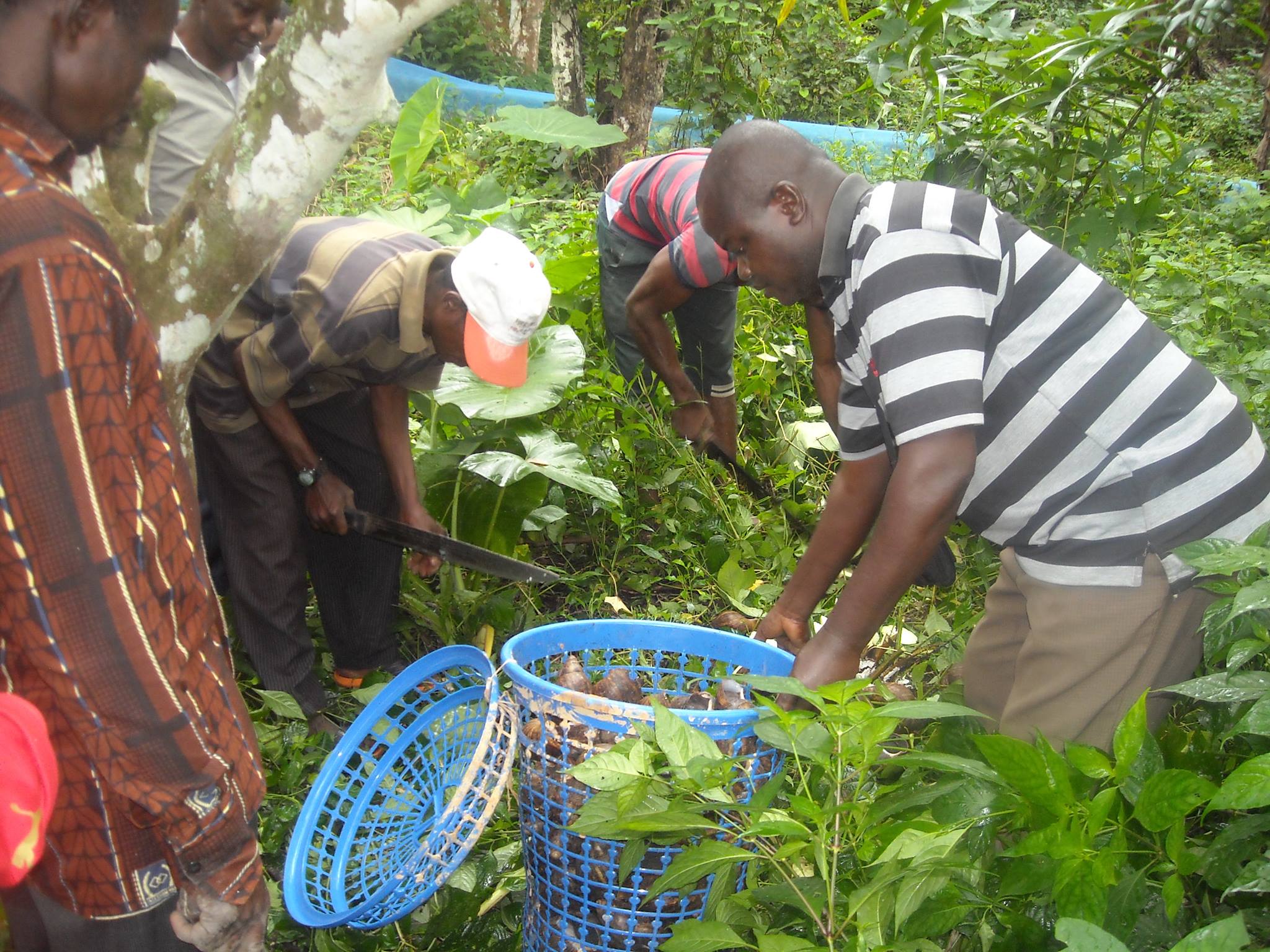 Ekuri Snail Farming