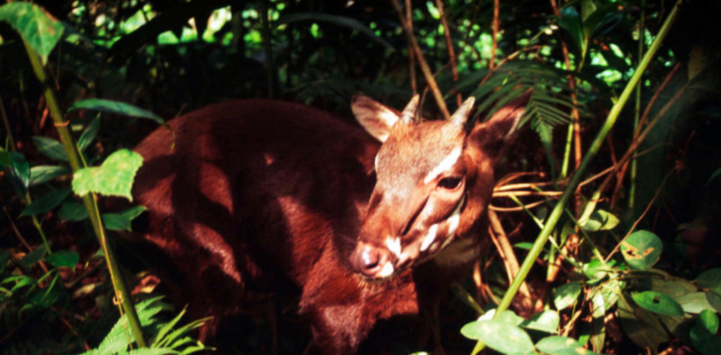 Saola Unicorn