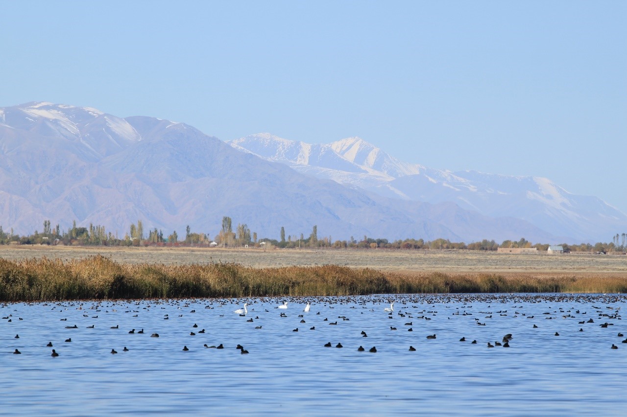 birds in AkBulu Peninsula