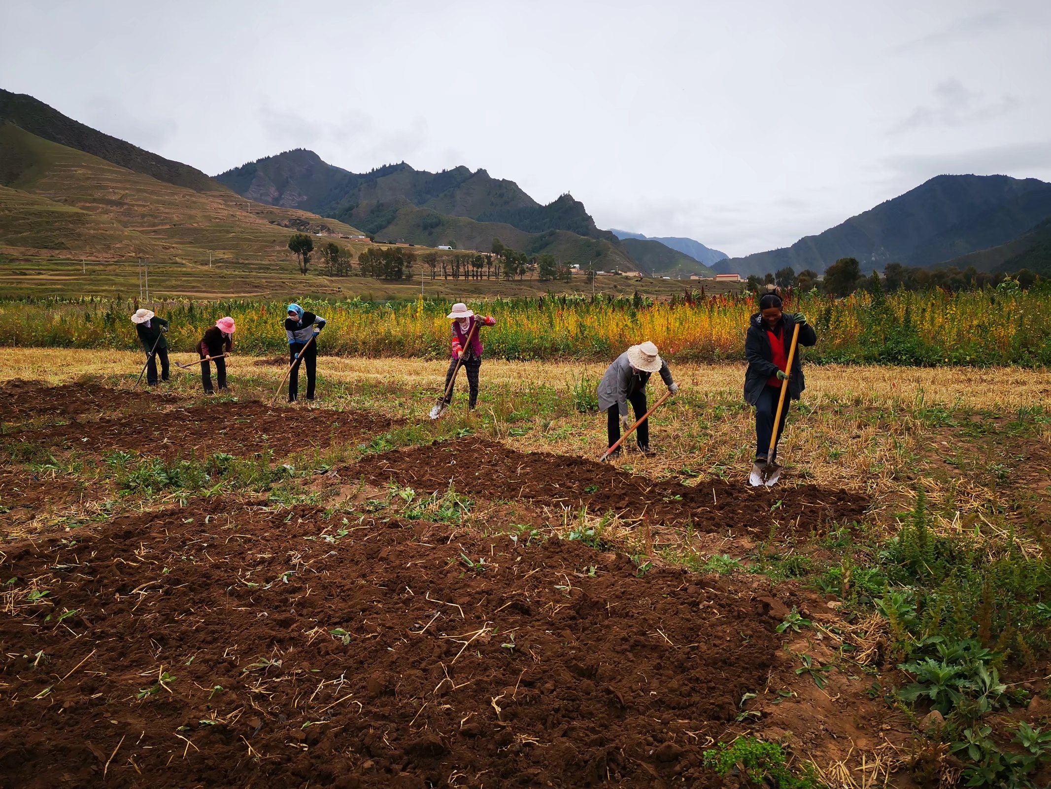 villagers plant herb medicine in Gansu