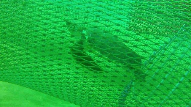 Malaysia turtle in net  small