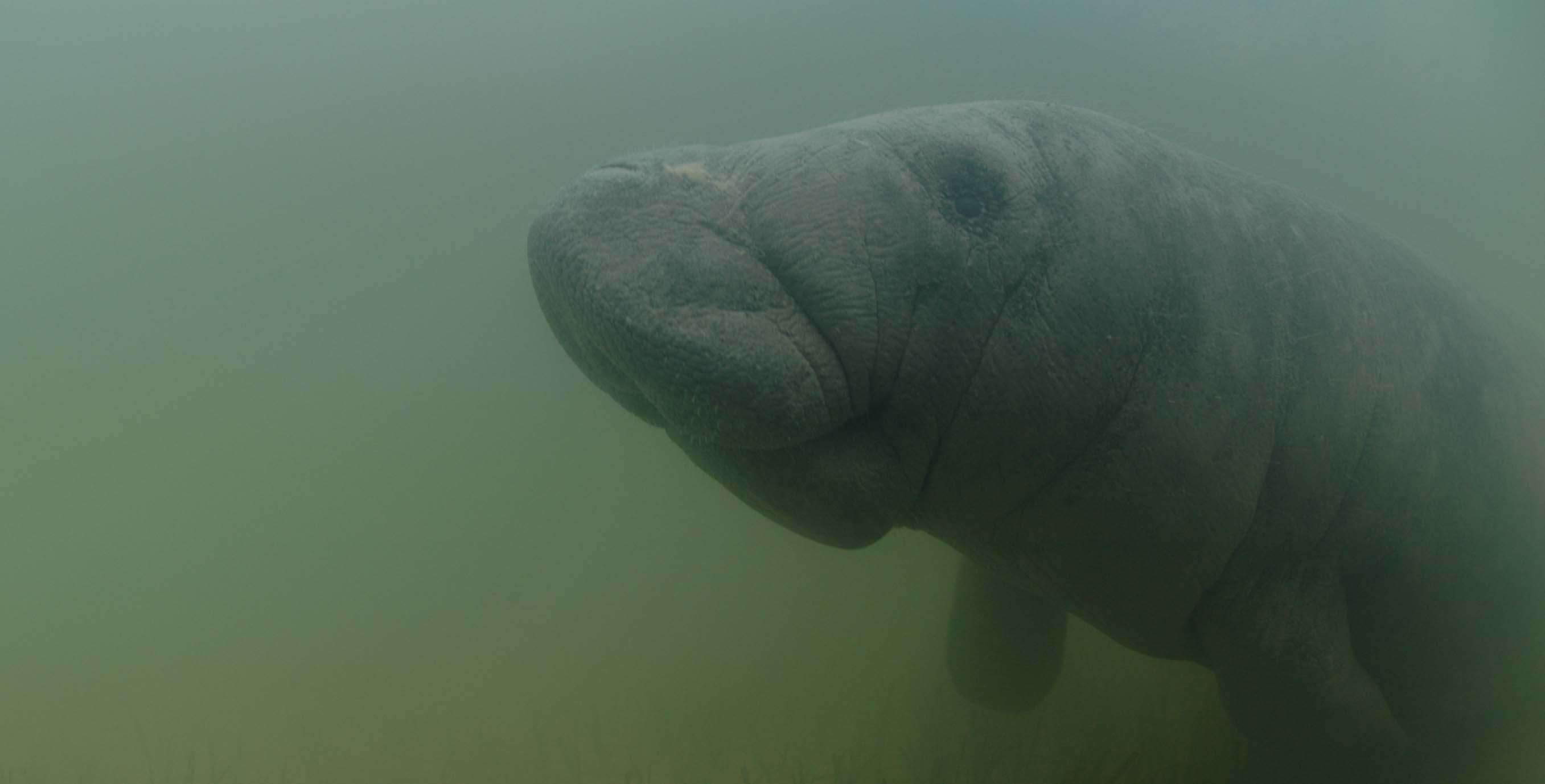 Manatee. Photocredit.A  Hagan   Wildtracks horizontal edits