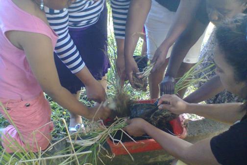 Planting of vetiver by women beneficiaries