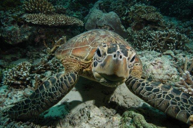 TUrtle face close up malaysia small