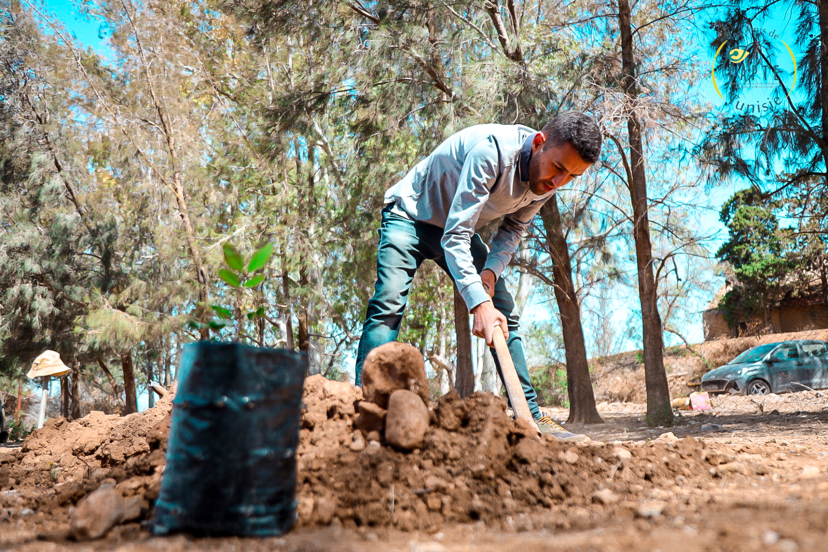 Tunisia carob planting