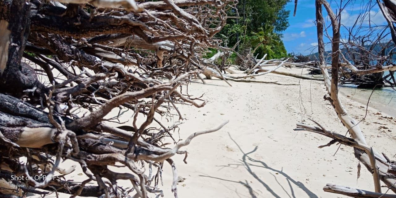 evdience of coastal erosion on praslin photo credit trass from trass fb page 1280x640