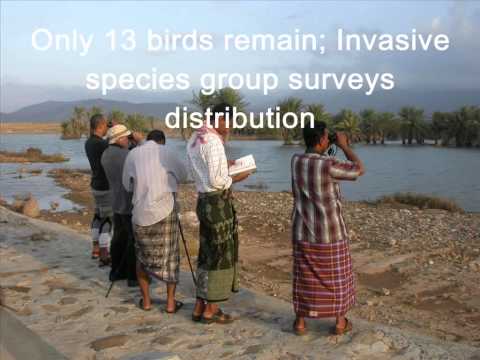 Yemen - Invasive Species Control on Socotra