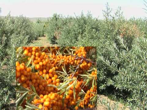 Mongolia- Combating Soil Erosion