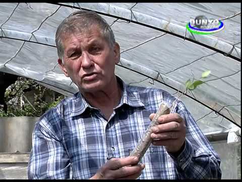 Technology on Pistachio tree seedlings (part 1) (in Russian language)