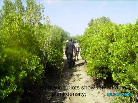 Mozambique - Community Rehabilitation of Mangroves