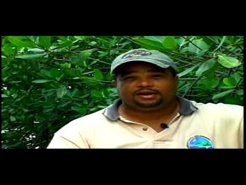 Jamaica - Community Actions for Global Transformation Part 4