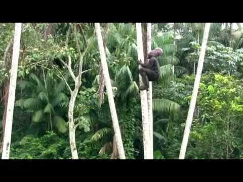 Suriname: Podosirie (Acai) cultivation farms in the district of Marowijne