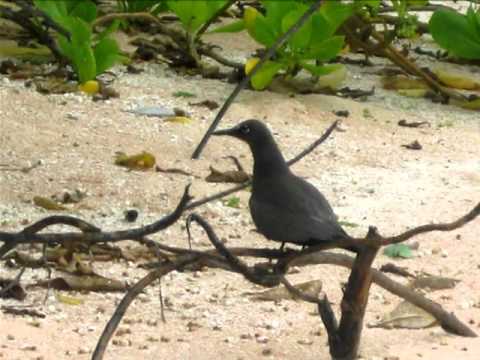 Tuvalu - Funafuti Conservation Project