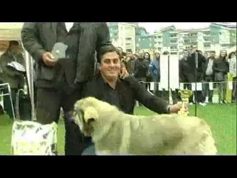 Sharplaninec, Macedonian shepherd dog