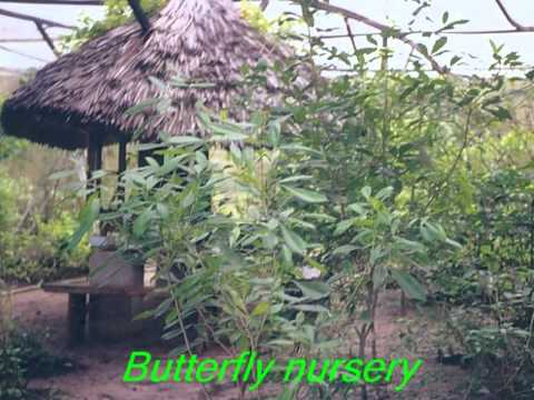 Kenya - KIPEPEO Butterflies