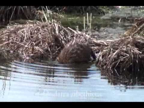 Armenia: Restoration of the wetland ecosystem in the old riverbed of the Akhuryan river u