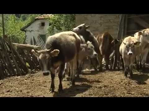 GEF SGP Macedonia project, Busha Cattle, endangered autochthonic specie