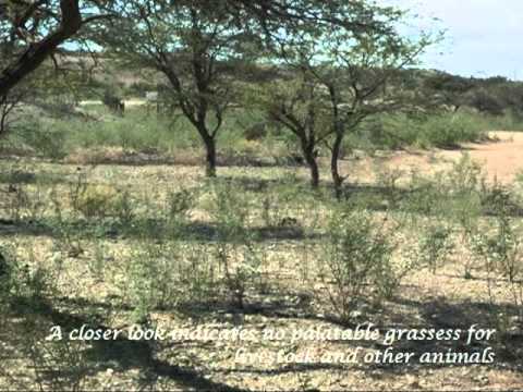 Namibia - Grasslands