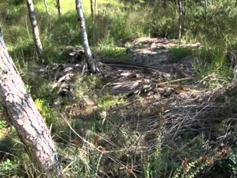 Lebanon - Protecting Baabda Forest